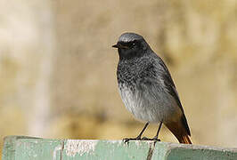 Black Redstart