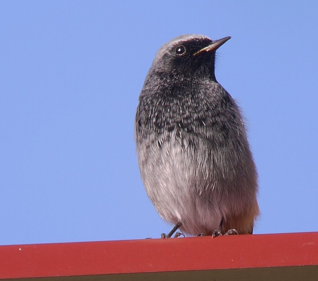 Black Redstart male adult