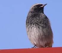 Black Redstart