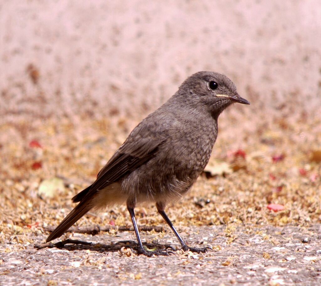 Black Redstart, identification