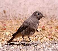 Black Redstart