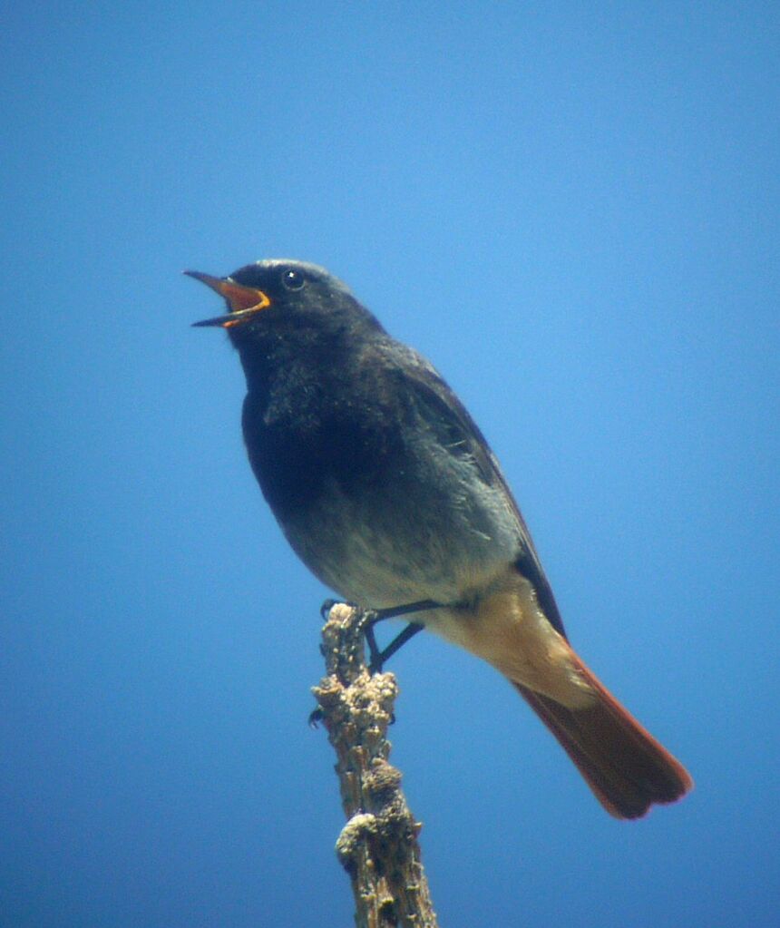 Black Redstart male adult breeding, identification