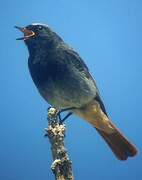 Black Redstart