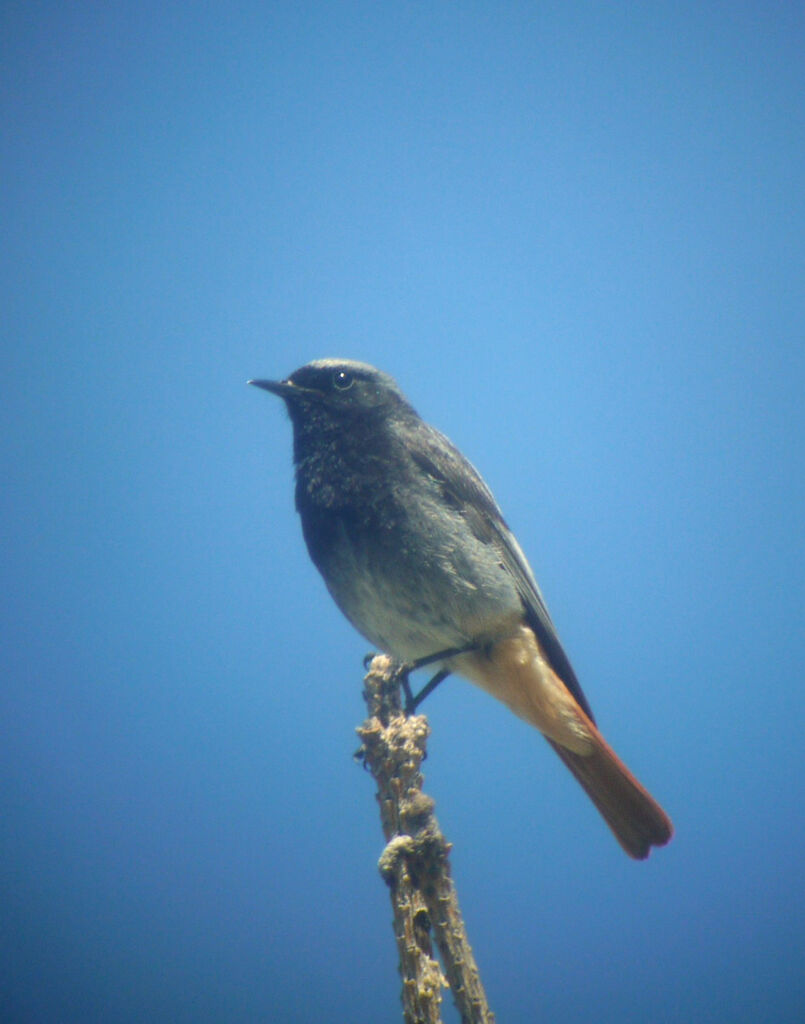 Black Redstart male adult breeding, identification