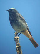 Black Redstart