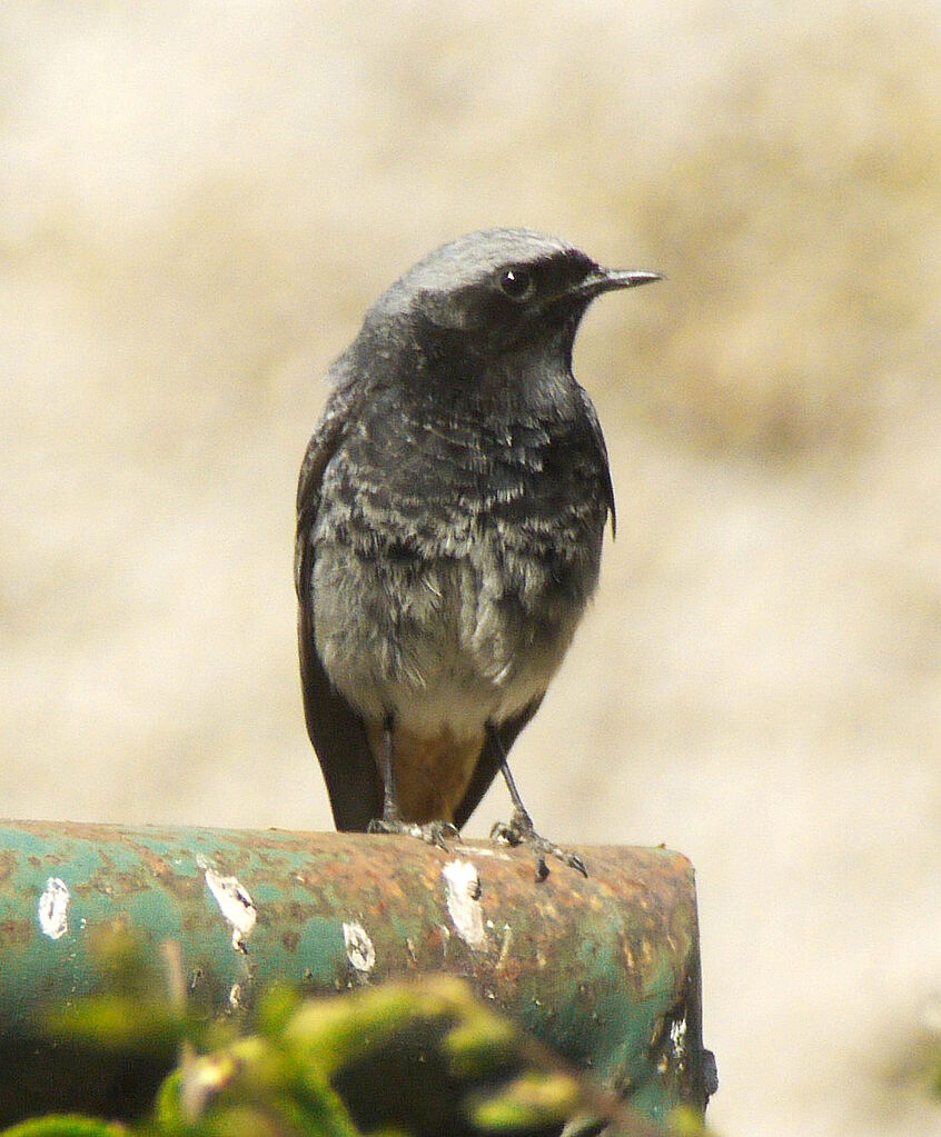 Black Redstart male adult breeding, identification