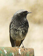 Black Redstart