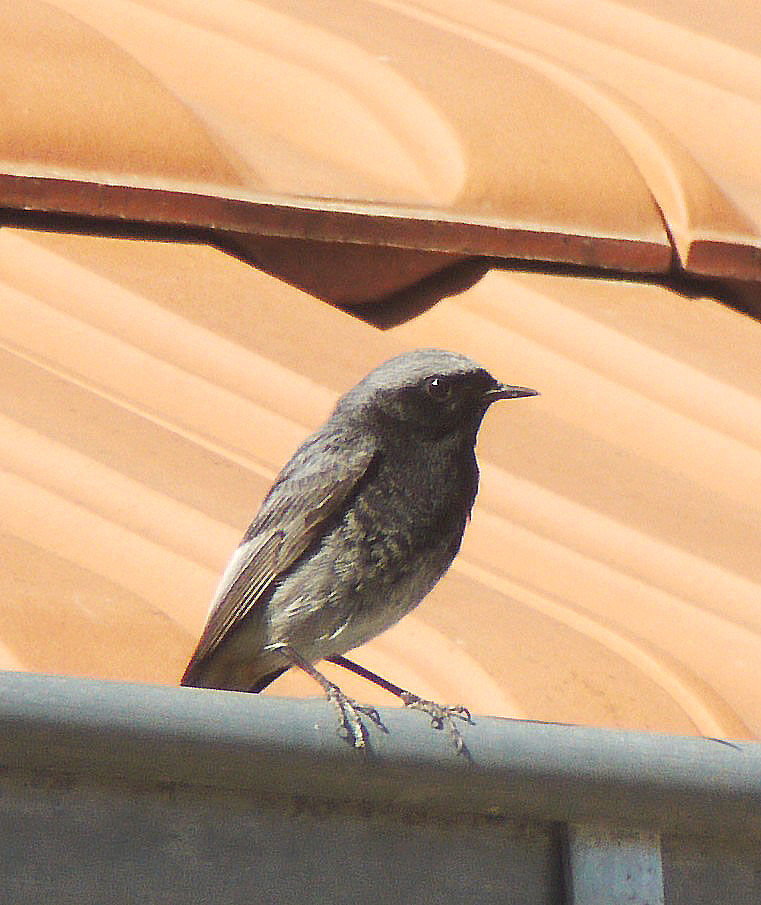 Black Redstart male adult breeding, identification