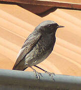 Black Redstart