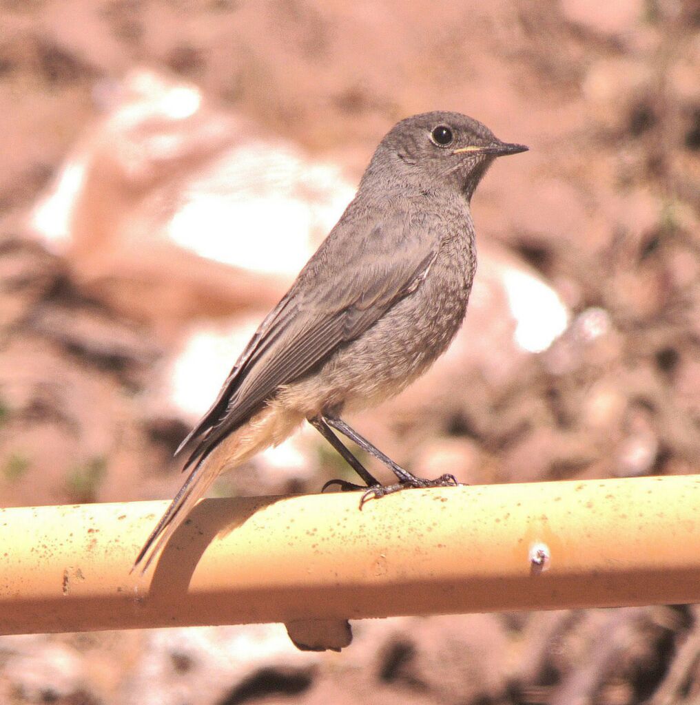 Black Redstart, identification