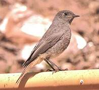 Black Redstart