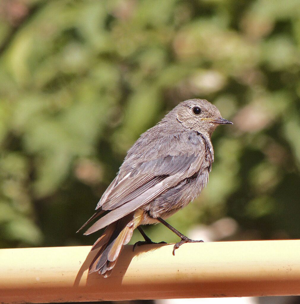 Black Redstartadult, identification