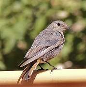 Black Redstart