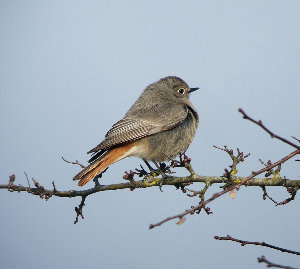 Black RedstartFirst year, identification