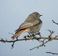 Black Redstart