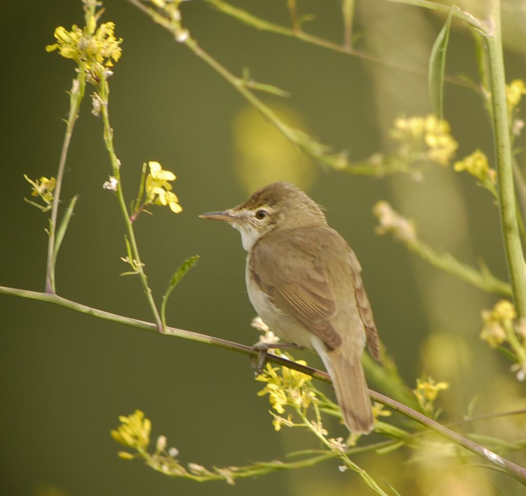 Blyth's Reed Warbler male adult breeding, identification