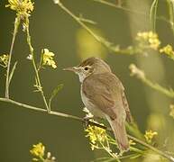 Blyth's Reed Warbler