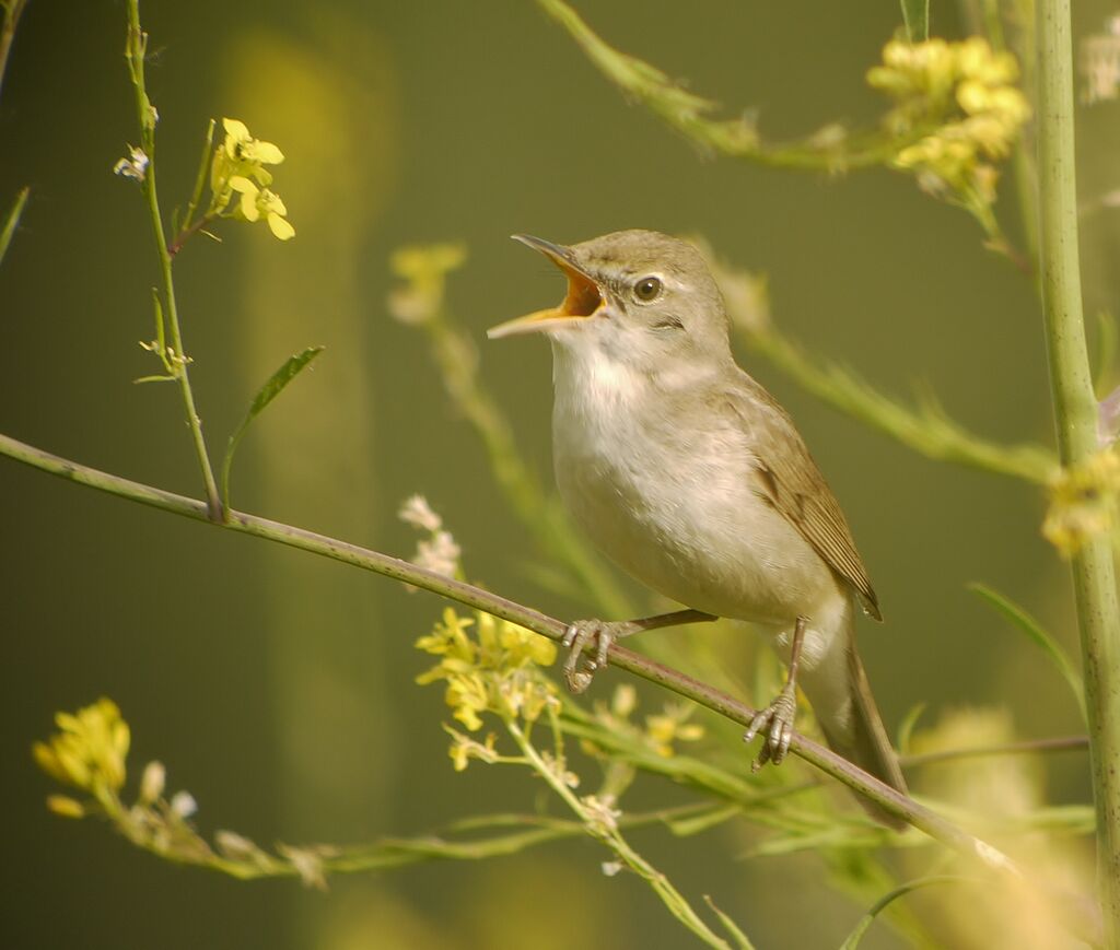 Blyth's Reed Warbler male adult breeding, identification