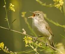 Blyth's Reed Warbler