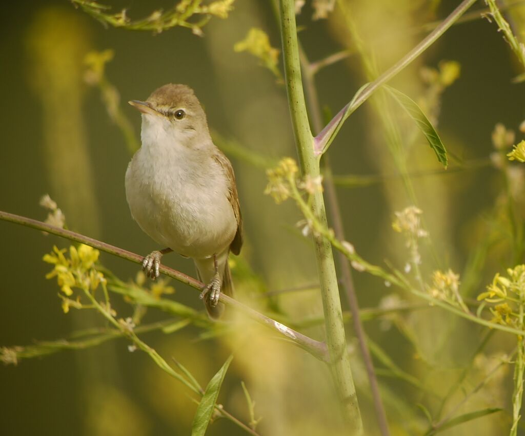 Blyth's Reed Warbler male adult breeding, identification