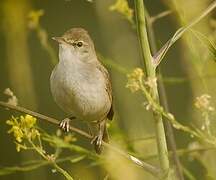 Blyth's Reed Warbler