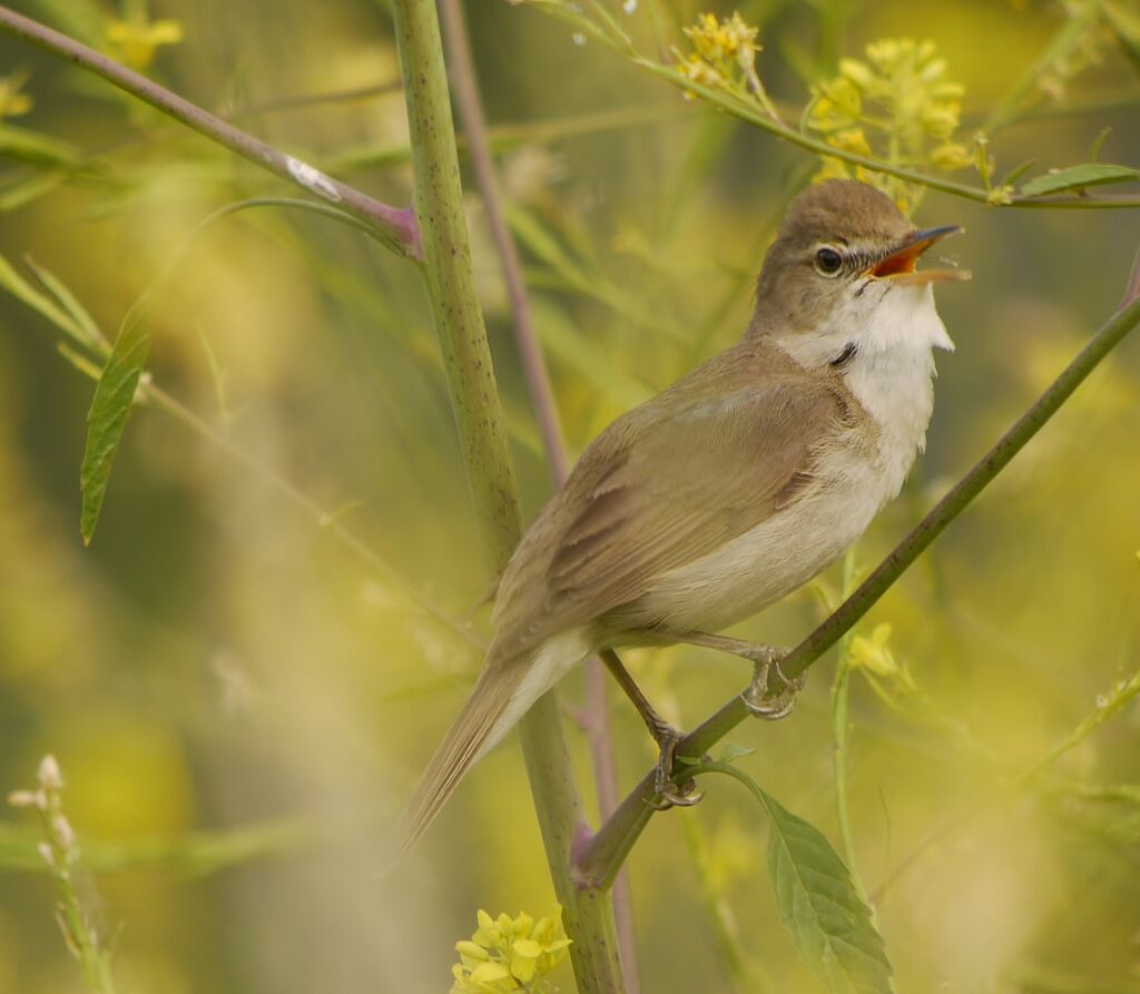 Blyth's Reed Warbler male adult breeding, identification