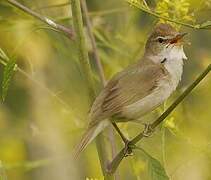 Blyth's Reed Warbler