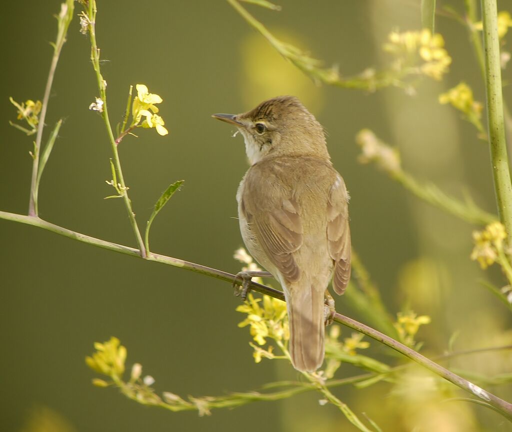 Blyth's Reed Warbler male adult breeding, identification