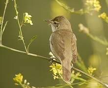 Blyth's Reed Warbler