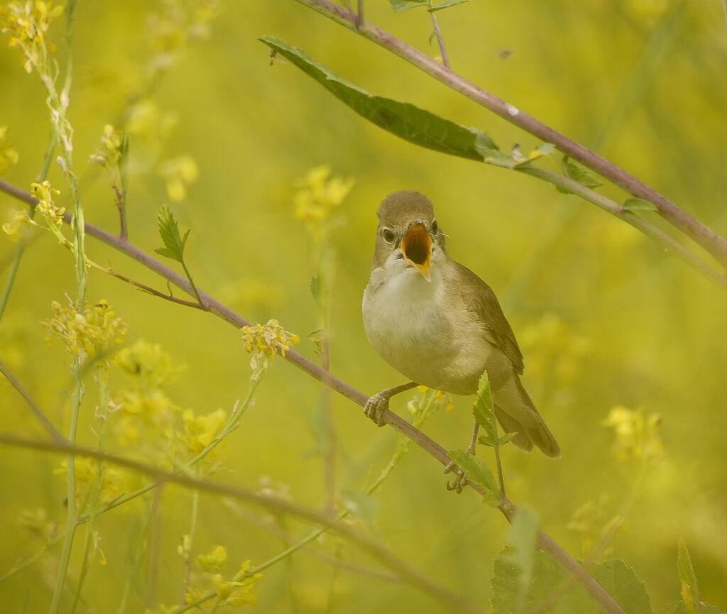 Blyth's Reed Warbler male adult breeding, identification