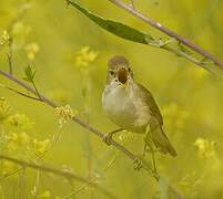 Blyth's Reed Warbler