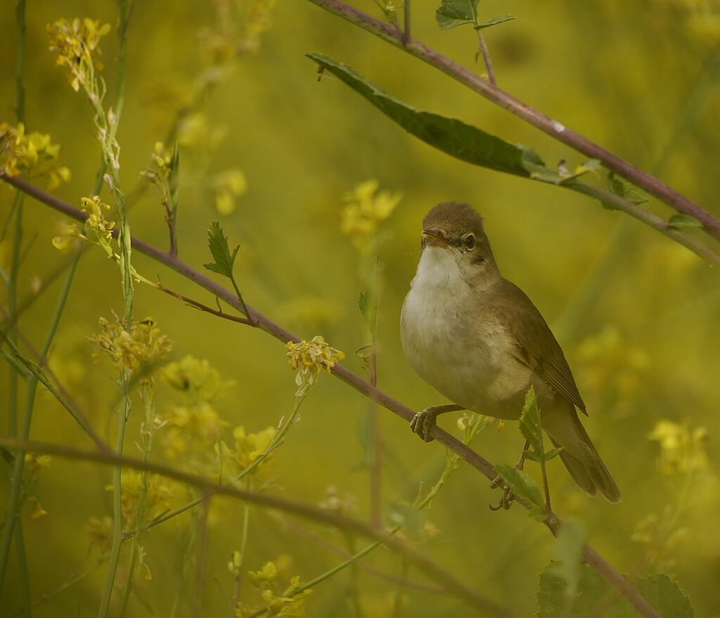 Blyth's Reed Warbler male adult breeding