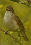 Blyth's Reed Warbler