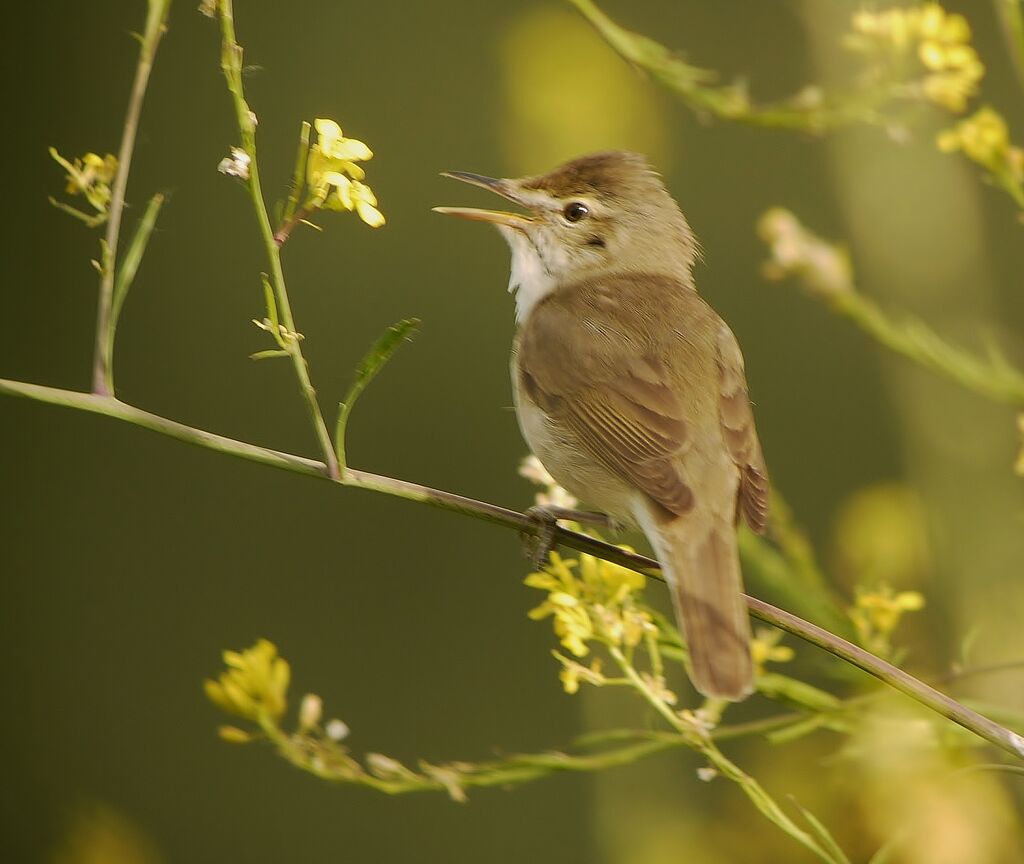 Blyth's Reed Warbler male adult breeding, identification