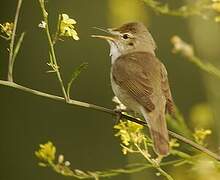 Blyth's Reed Warbler