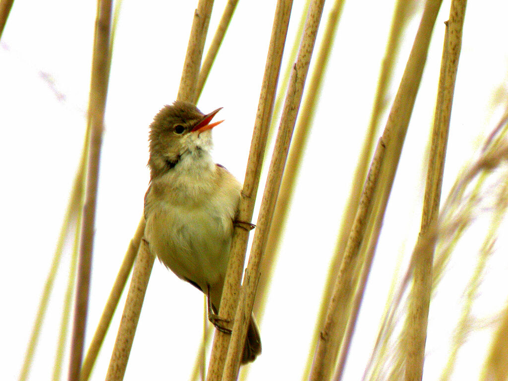 Eurasian Reed Warbler