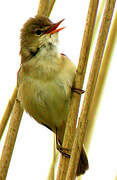 Eurasian Reed Warbler