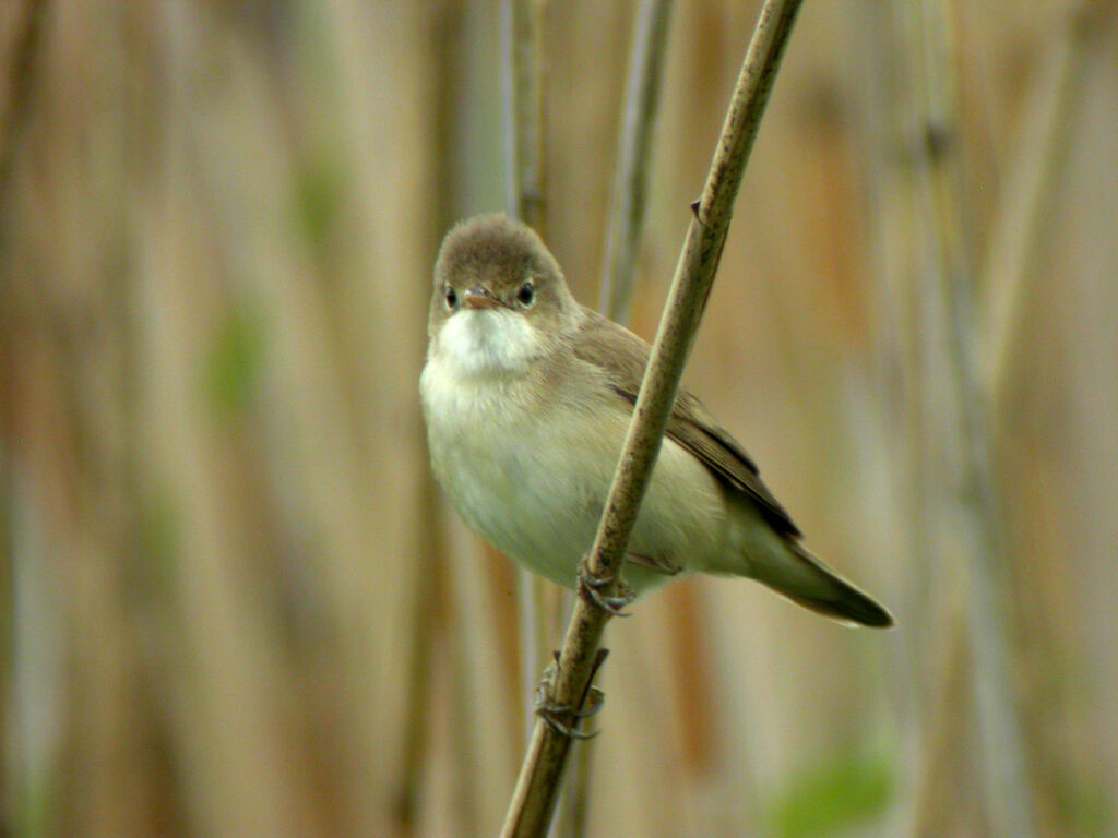 Eurasian Reed Warbler