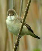 Eurasian Reed Warbler