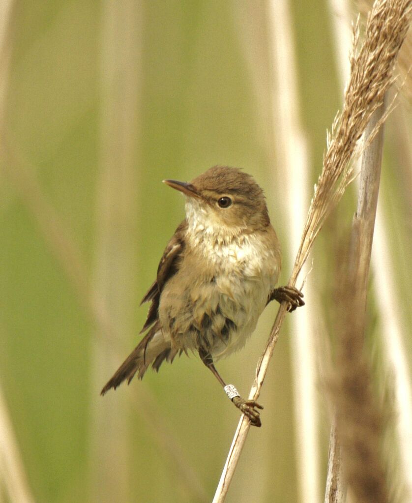 Rousserolle effarvatteadulte nuptial, identification