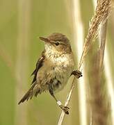 Eurasian Reed Warbler