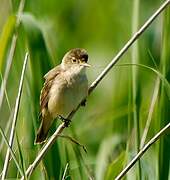 Eurasian Reed Warbler