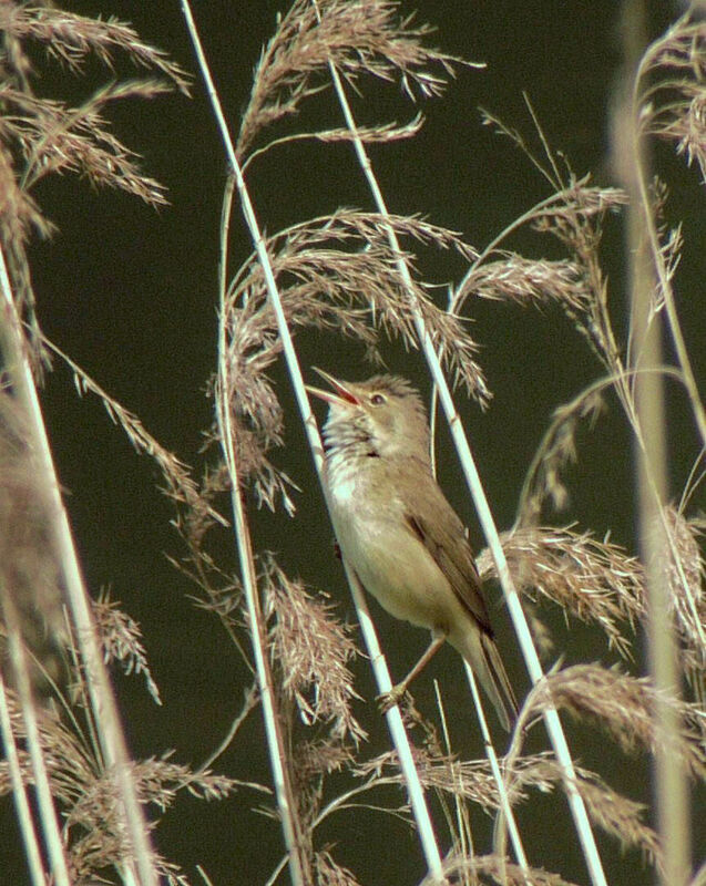 Common Reed Warbler male adult breeding, identification