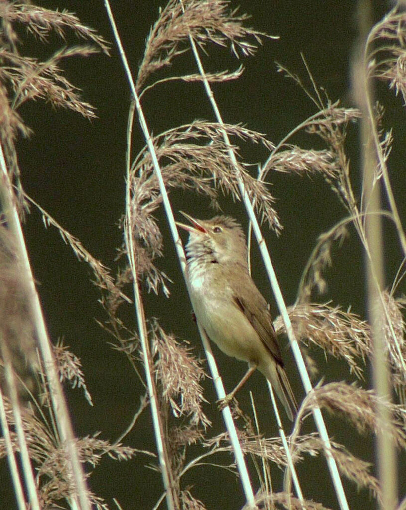 Eurasian Reed Warbler male adult breeding, identification