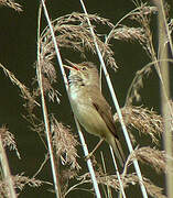 Common Reed Warbler