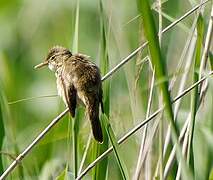 Common Reed Warbler