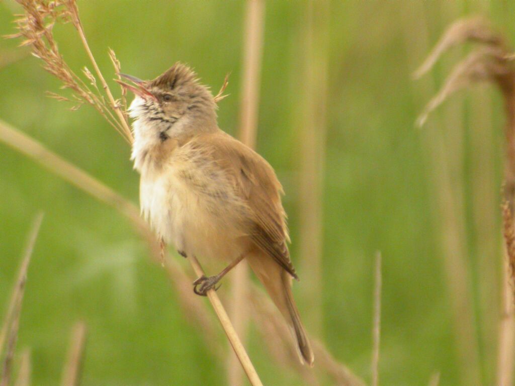 Great Reed Warbler