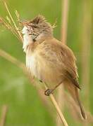 Great Reed Warbler