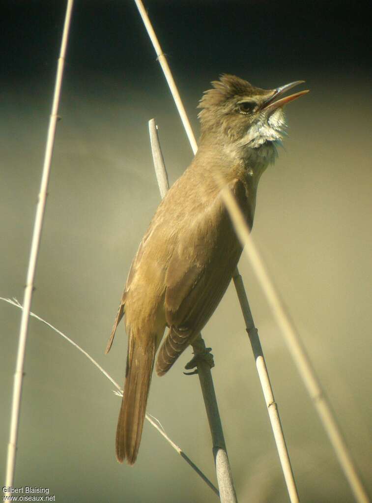 Great Reed Warbler male adult breeding, identification