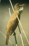 Great Reed Warbler